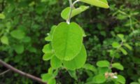 amelenquer -nespereira da rocha, Amelanchier ovalis