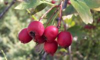 pilriteiro - Crataegus monogyna (12)