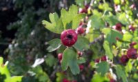 pilriteiro - Crataegus monogyna (13)