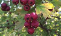 pilriteiro - Crataegus monogyna (14)