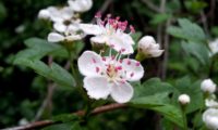 pilriteiro - Crataegus monogyna (7)