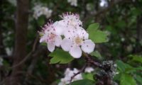 pilriteiro - Crataegus monogyna (8)