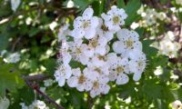 pilriteiro - Crataegus monogyna (9)