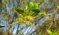 Cornus mas - corniso (6)