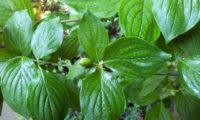 Cornus mas - corniso (9)