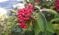 Viburnum lantana - viburno (11)