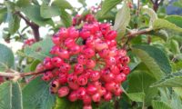 Viburnum lantana - viburno (12)