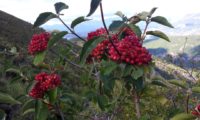 Viburnum lantana - viburno (15)