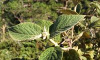 Viburnum lantana - viburno (18)