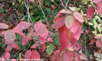 Viburnum lantana - viburno (23)