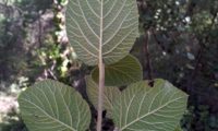 Viburnum lantana - viburno (4)
