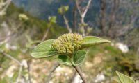 Viburnum lantana - viburno (6)