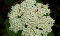 Viburnum lantana - viburno (7)