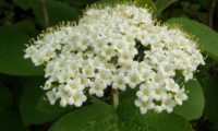 Viburnum lantana - viburno (8)