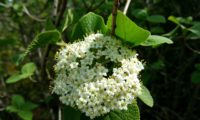 Viburnum lantana - viburno (9)