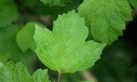 Viburnum opulus - caneleiro (1)