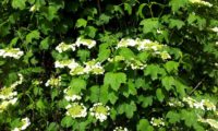 Viburnum opulus - caneleiro (10)