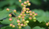 Viburnum opulus - caneleiro (11)