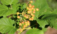 Viburnum opulus - caneleiro (12)