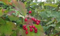 Viburnum opulus - caneleiro (13)