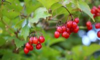 Viburnum opulus - caneleiro (14)