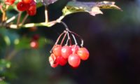 Viburnum opulus - caneleiro (15)