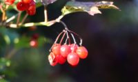 Viburnum opulus - caneleiro (15)