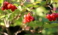 Viburnum opulus - caneleiro (16)