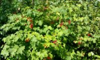 Viburnum opulus - caneleiro (17)