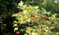 Viburnum opulus - caneleiro (18)