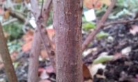 Viburnum opulus - caneleiro (19)