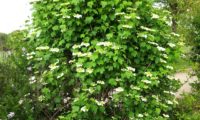 Viburnum opulus - caneleiro (20)