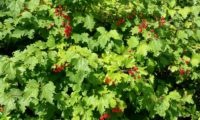 Viburnum opulus - caneleiro (22)