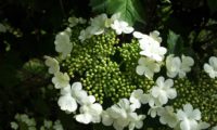 Viburnum opulus - caneleiro (4)