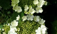 Viburnum opulus - caneleiro (5)