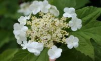 Viburnum opulus - caneleiro (6)