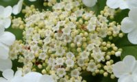 Viburnum opulus - caneleiro (7)