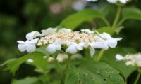 Viburnum opulus - caneleiro (8)