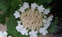 Viburnum opulus - caneleiro (9)