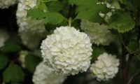 Viburnum opulus var. roseum - bola-de-neve, rosa-de-gueldres (1)