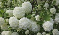 Viburnum opulus var. roseum - bola-de-neve, rosa-de-gueldres (2)