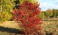 Viburnum opulus var. roseum - bola-de-neve, rosa-de-gueldres (4)