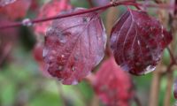 sanguinho-legítimo - Cornus sanguinea (6)