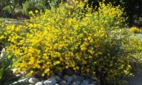 Coronilla juncea (12)