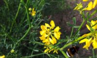 Coronilla juncea (2)