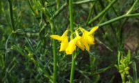 Coronilla juncea (3)