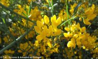 Coronilla juncea (4)