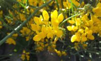 Coronilla juncea (5)