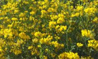 Coronilla juncea (6)