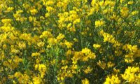 Coronilla juncea (7)